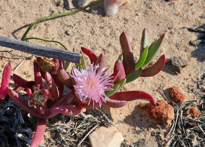 Australian Coastal Plants Aizoaceae
